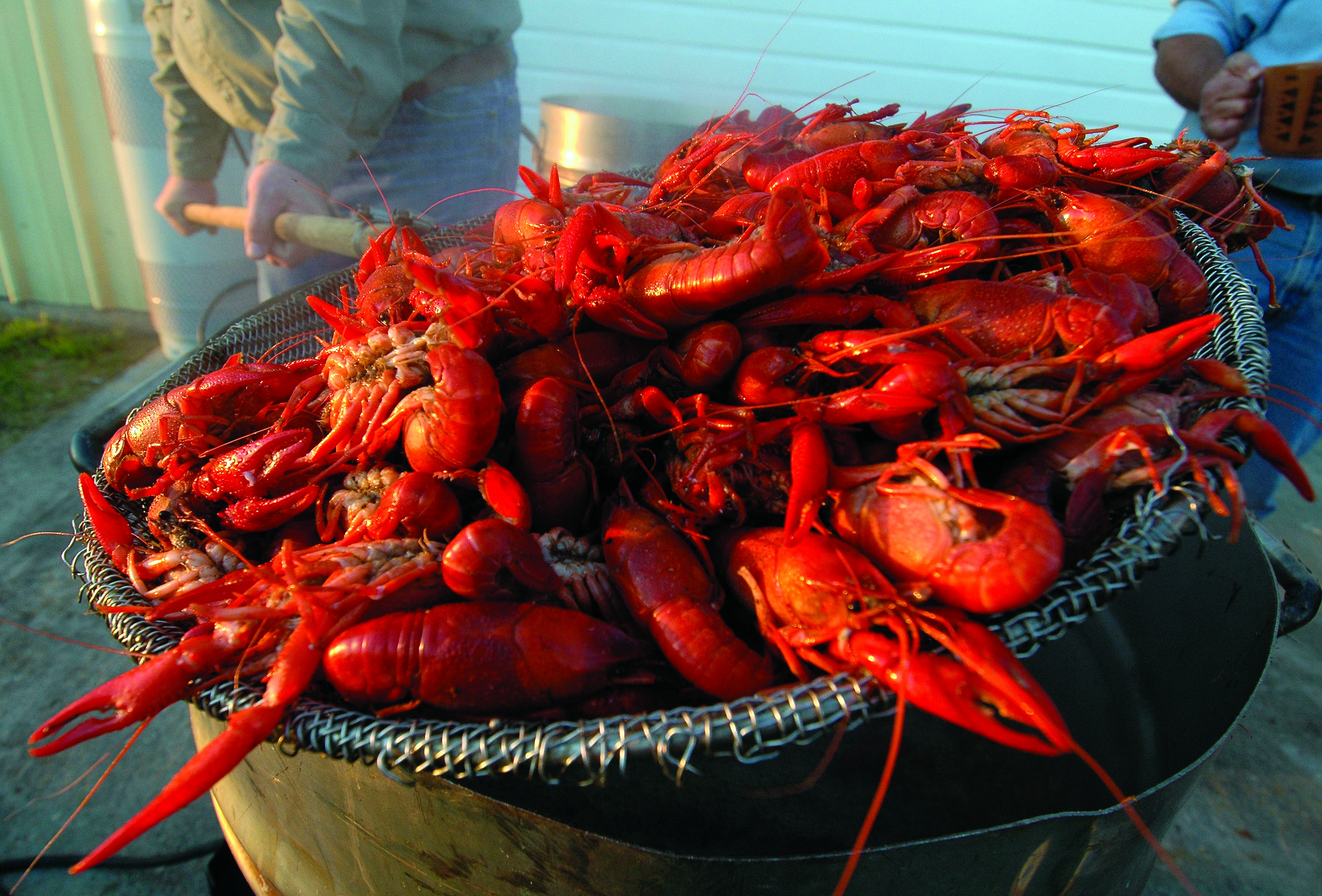 Historic winter storm unlikely to have long-term effects on 2025 crawfish season 
